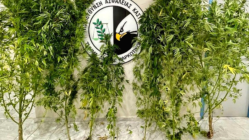 Σύλληψη 54χρονου στην Καστοριά για καλλιέργεια κάνναβης με τη βοήθεια του σκύλου «Ορφέα»