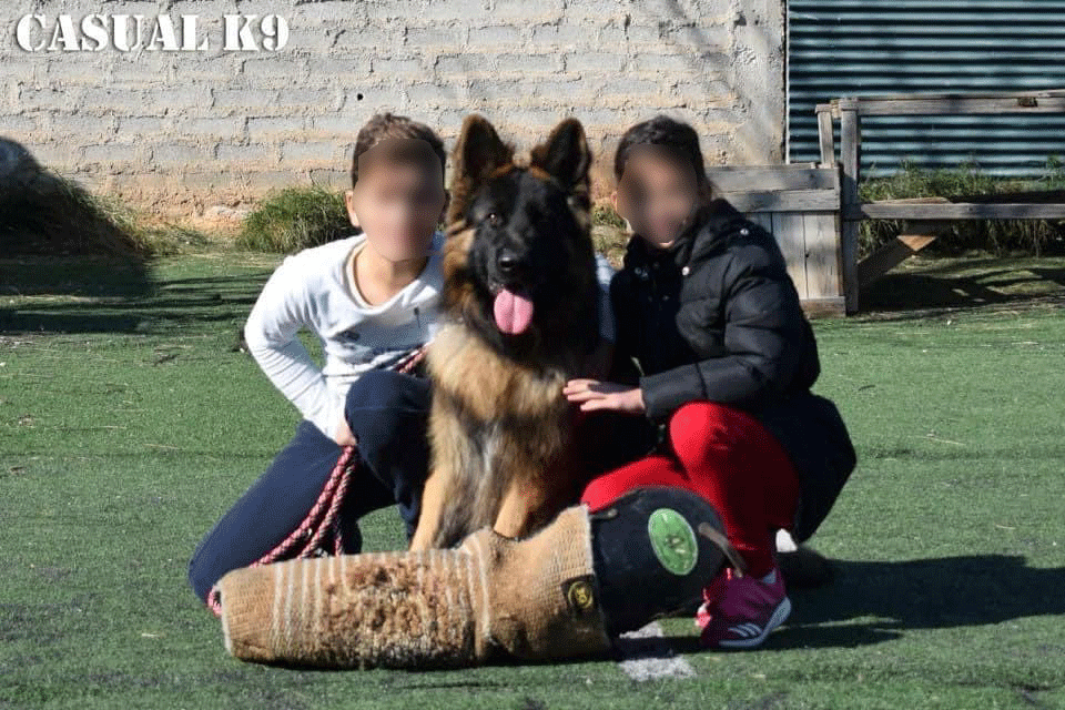 Η ιδανική σχέση παιδιού και σκύλου: Μάθηση και συνεργασία