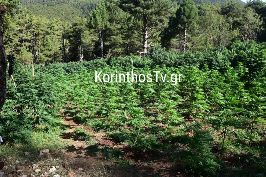 Κόρινθος: Εγκλωβισμένοι 60 αστυνομικοί σε χασισοφυτεία για τρεις ημέρες