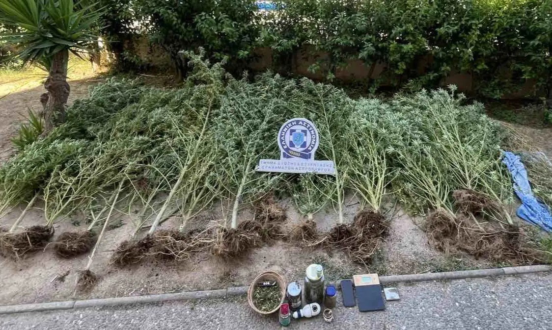 Ασπρόπυργος: Σύλληψη 49χρονου για καλλιέργεια δενδρυλλίων κάνναβης στην οικία του