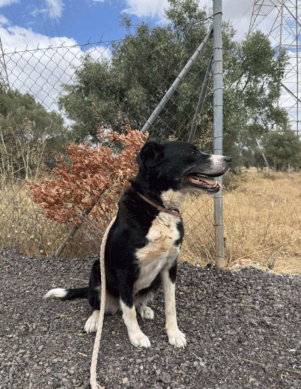 Η συγκινητική ιστορία της σκυλίτσας Βlacky: Μία ευκαιρία για μια νέα ζωή