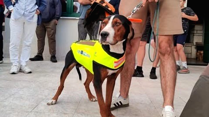 Καινοτόμα γιλέκα με καρφιά για την προστασία κυνηγόσκυλων από λύκους