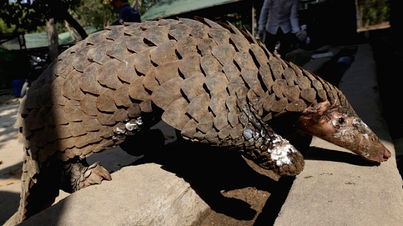 Η Remembering Wildlife εστιάζει στον παγκολίνο με το νέο της λεύκωμα