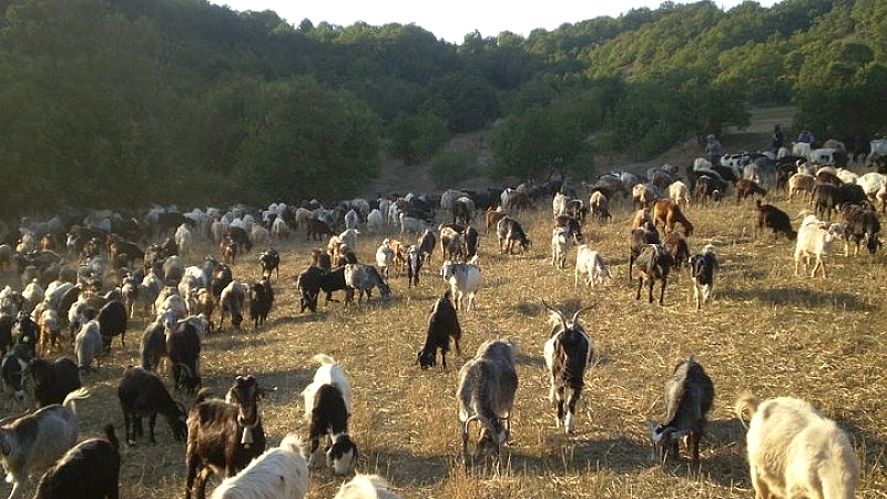 Η ευλογιά των αιγοπροβάτων περιορίζει τις παραδοσιακές μετακινήσεις κτηνοτρόφων