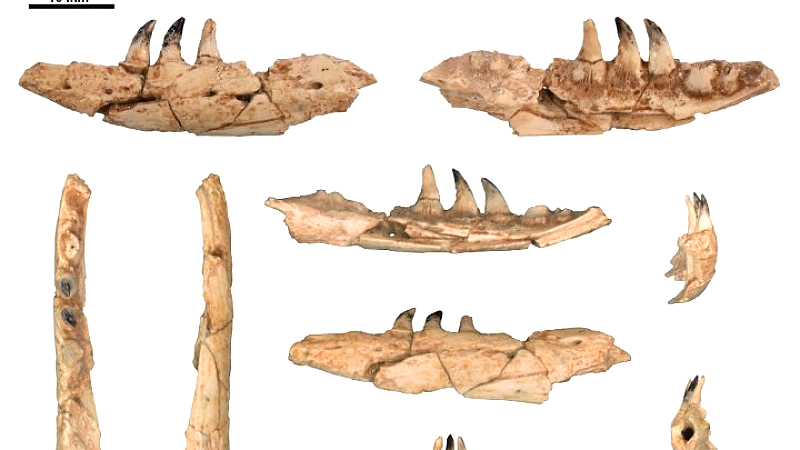 Ανακάλυψη γιγαντιαίου ερπετού στο Μεγάλο Έμβολο: Η πρώτη καταγραφή του Δράκου του Κόμοντο πριν από 4 εκατομμύρια χρόνια