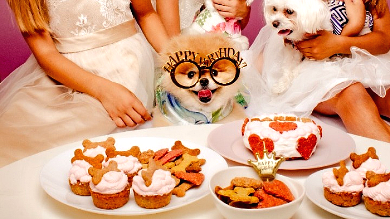 Γιορτές γενεθλίων για σκύλους με τούρτες και μπουφέ για τους τετράποδους καλεσμένους