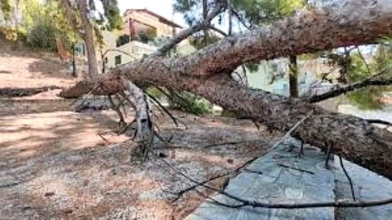 Κεντρική Θεσσαλονίκη: Δέντρο καταπλάκωσε σταθμευμένο αυτοκίνητο στη Γρ. Λαμπράκη