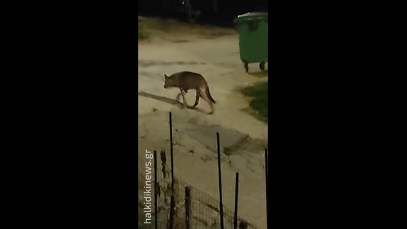 Χαλκιδική: Λύκος «κόβει βόλτες» μέσα σε χωριό – Δείτε βίντεο