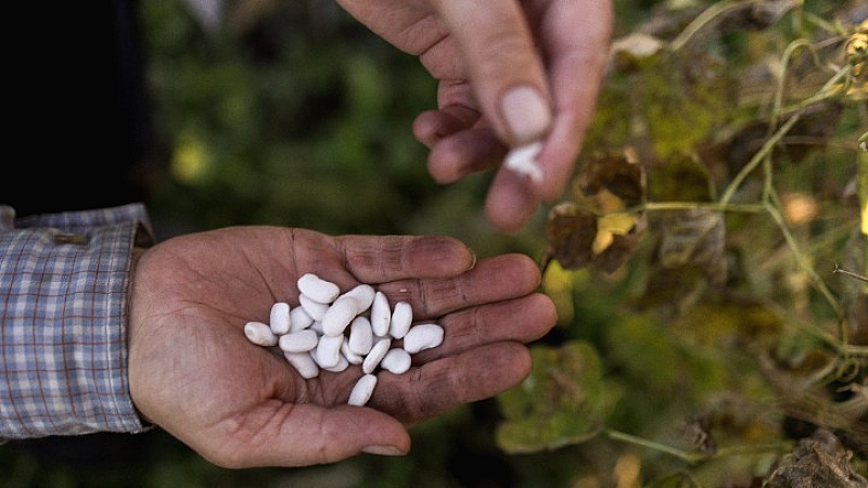 «Στάγδην άρδευση: Ένα αποτελεσματικό εργαλείο για την καλλιέργεια φασολιών στις Πρέσπες εν μέσω κλιματικής αλλαγής»