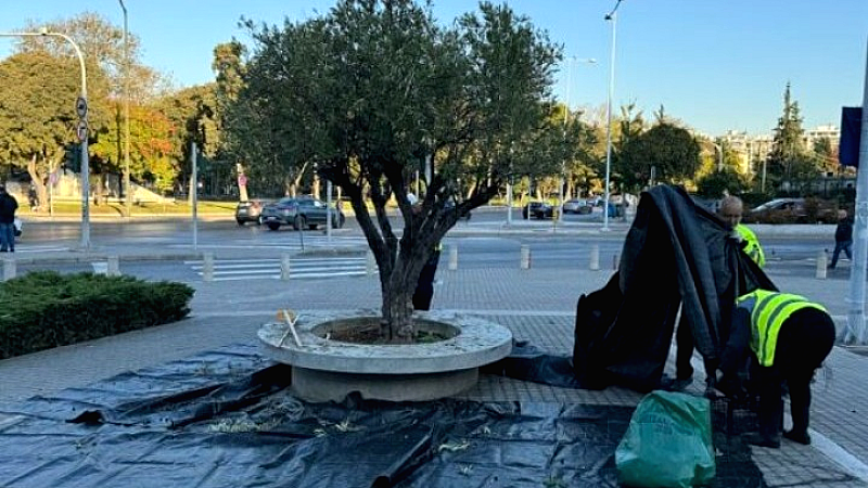 Ξεκινά η συγκομιδή ελιάς στον δήμο Θεσσαλονίκης για κοινωνικούς σκοπούς
