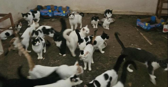 Πάτρα: Σε δωμάτιο κλεισμένες εντοπίστηκαν 28 γάτες – Ανάμεσά τους πέντε νεογέννητα, μία νεκρή κι ένας σκελετός