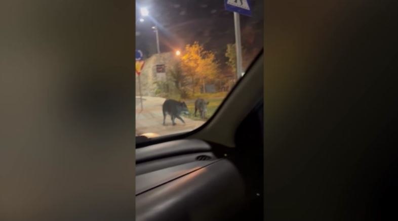Αγριογούρουνα περιφέρονται στο κέντρο του Βόλου