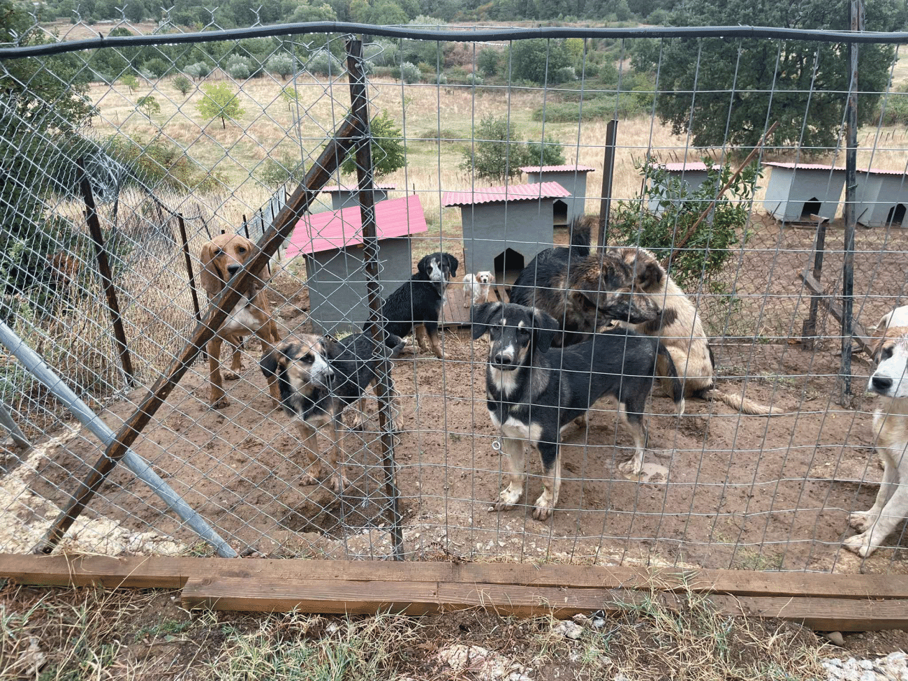 Εθελόντρια διασώστης αδέσποτων ζώων αναζητά βοήθεια για την ασφάλεια και ευημερία τους