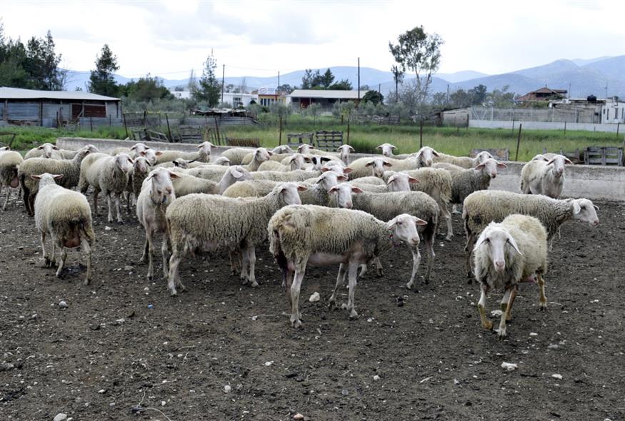 Σε απόγνωση οι αγρότες και οι κτηνοτρόφοι λόγω ευλογιάς και ΟΠΕΚΕΠΕ – Έρχονται κινητοποιήσεις