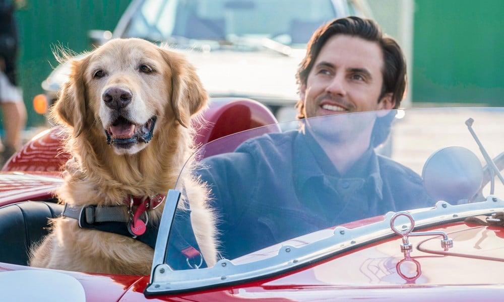 Γιατί οι ζώες-ηθοποιοί του Χόλιγουντ δεν βρίσκουν πια ρόλους;