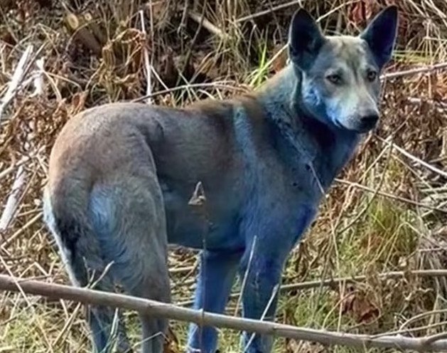 Το μυστήριο με τα μπλε σκυλιά στην περιοχή της πυρηνικής καταστροφής του Τσερνόμπιλ