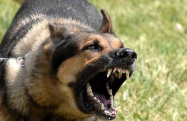 Επίθεση από αγέλη αδέσποτων σκυλιών σε 14χρονη στη Θεσσαλονίκη – Οι δηλώσεις της μητέρας