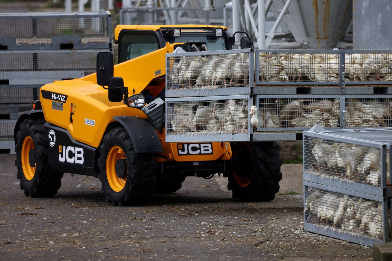 Ανησυχία και εκατοντάδες χιλιάδες θάνατοι από τη γρίπη των πτηνών στη Γερμανία