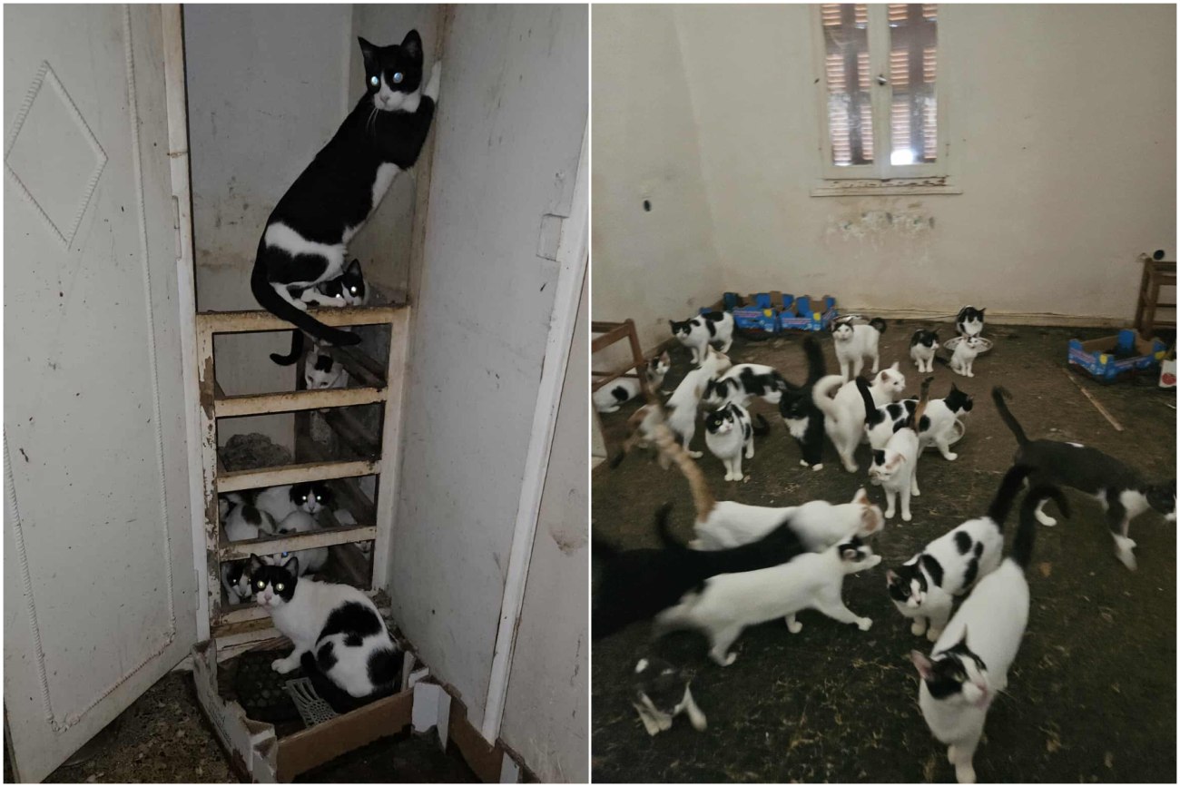 Πάτρα: Διάσωση 28 γατών από ανθυγιεινό περιβάλλον με εισαγγελική εντολή