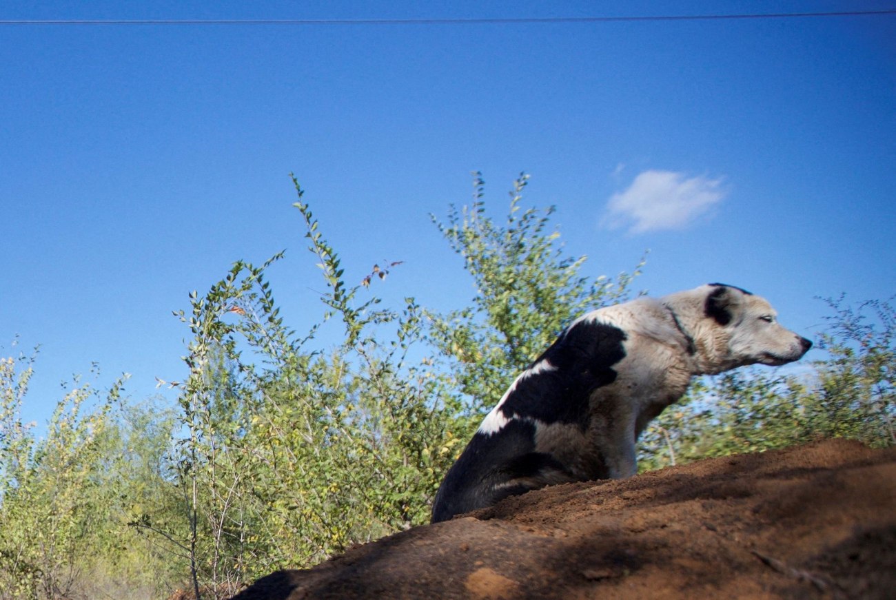 Άγρια επίθεση σκύλου σε άνδρα στη Μεσσηνία – Αστυνομικός αναγκάστηκε να σκοτώσει το ζώο