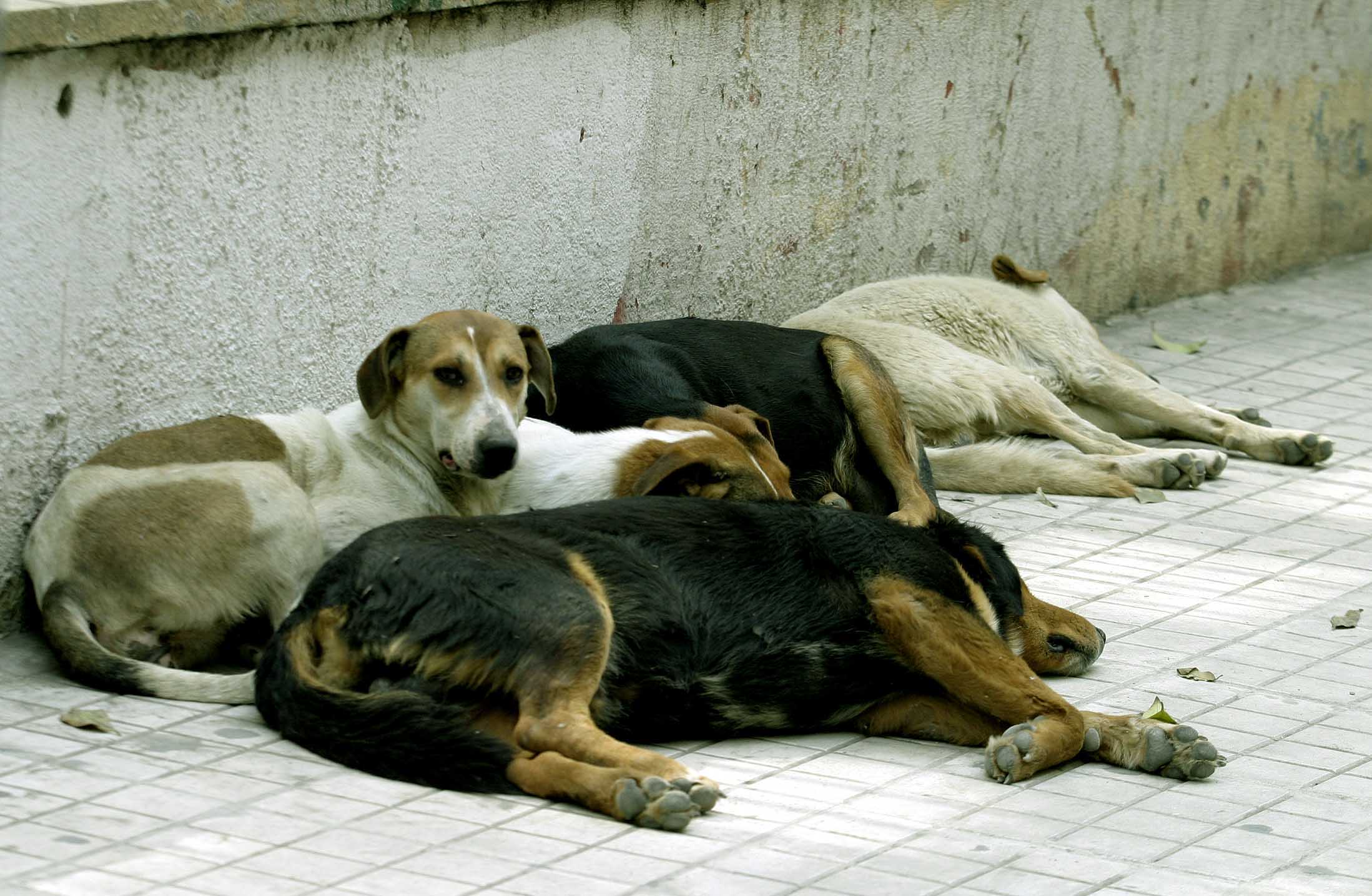 Αδέσποτα Ανατολικής Θεσσαλονίκης: Από «δίκη» πενταμελούς επιτροπής περνά η αγέλη – Σύμπραξη δήμων, εχθρός η υποχρηματοδότηση