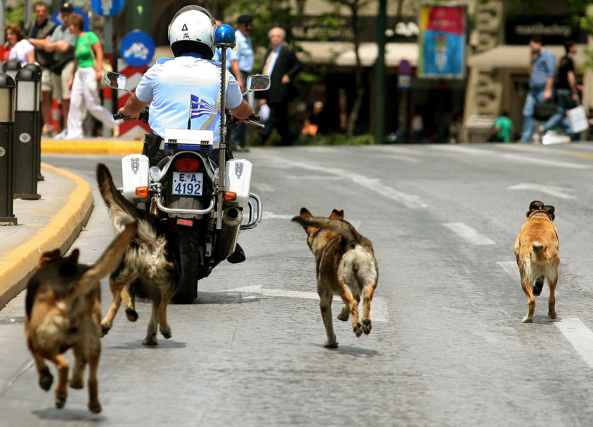Θεσσαλονίκη: Αγέλη αδέσποτων σκύλων επιτίθεται σε περαστικούς – Αγωνία των κατοίκων στην ανατολική πλευρά της πόλης