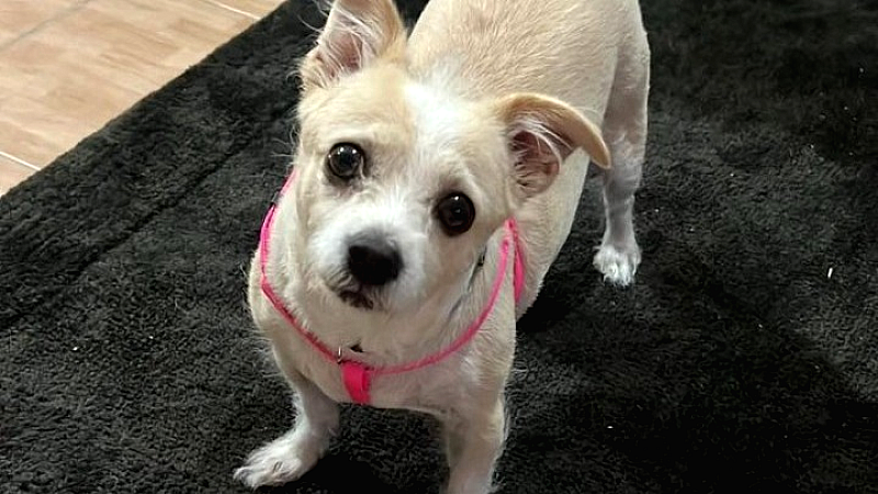 Περιστατικό κακοποίησης σκύλου στο Πολύγυρο