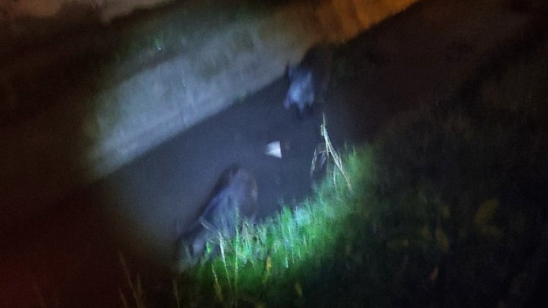 Εντοπισμός αγριογούρουνων στην περιοχή Διαβατών