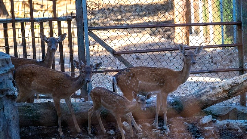 Αναστολή λειτουργίας του ζωολογικού κήπου Θεσσαλονίκης λόγω βρουκέλλωσης