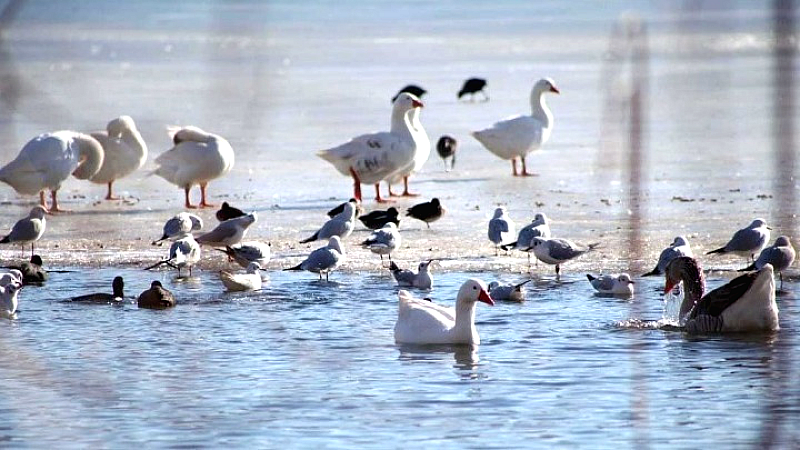 Δεύτερος θάνατος από γρίπη των πτηνών στις ΗΠΑ για το 2025
