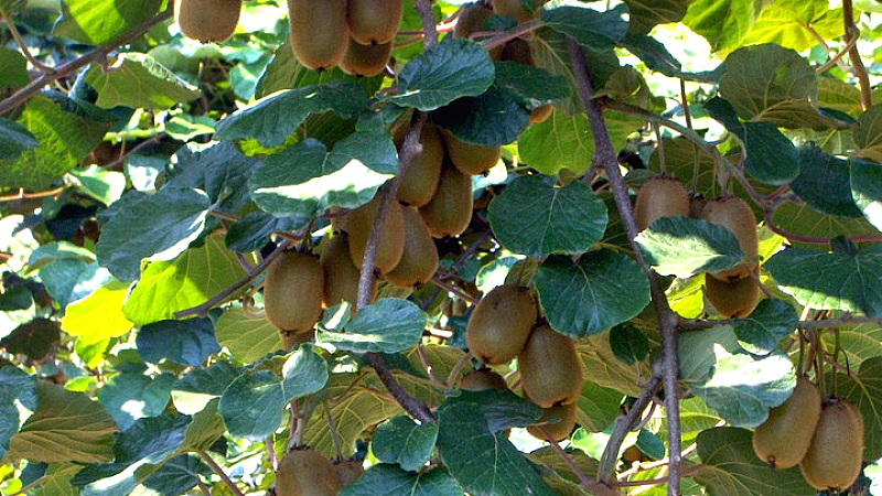 Ενισχύεται η σύνδεση Ελλάδας – Βιετνάμ με επίσκεψη φυτοϋγειονομικών ελεγκτών για το ακτινίδιο