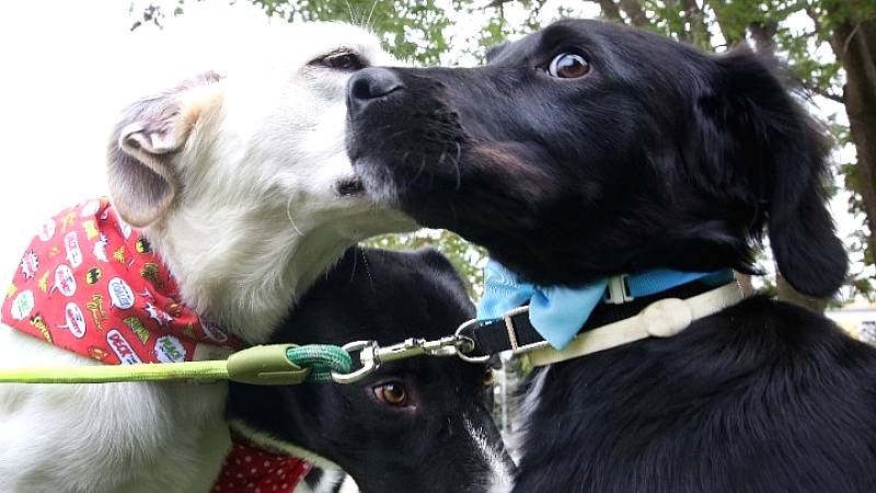 Η κακοποίηση ζώων από ανηλίκους: Σημάδι βαθιάς αντικοινωνικής συμπεριφοράς