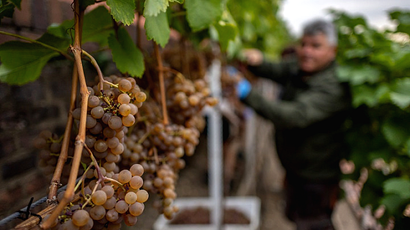 Αυξανόμενη αλλά χαμηλή η παγκόσμια παραγωγή οίνου το 2025 λόγω κλιματικών αλλαγών
