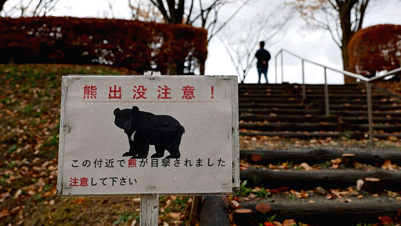 Ιαπωνία: Αφαίρεση εικόνας αρκούδας που δημιουργήθηκε από τεχνητή νοημοσύνη