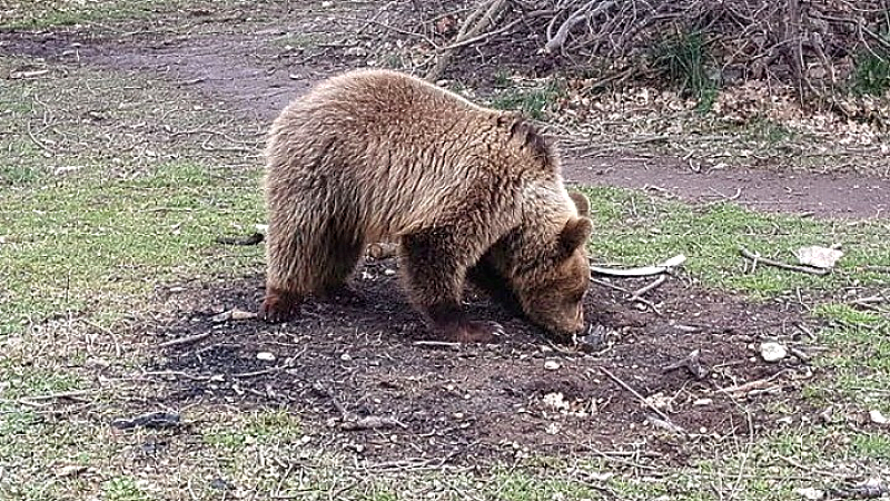 Σοκ στον Καναδά: Έντεκα τραυματίες από επίθεση αρκούδας σε ομάδα μαθητών