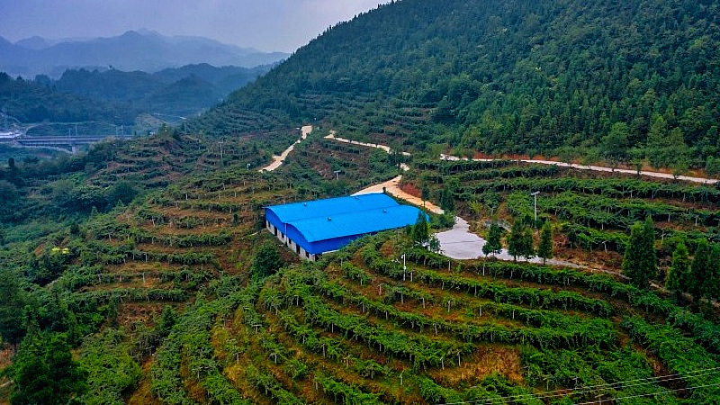 Κίνα-Σανσί: Η επανάσταση της τεχνολογίας στην παραγωγή ακτινιδίων