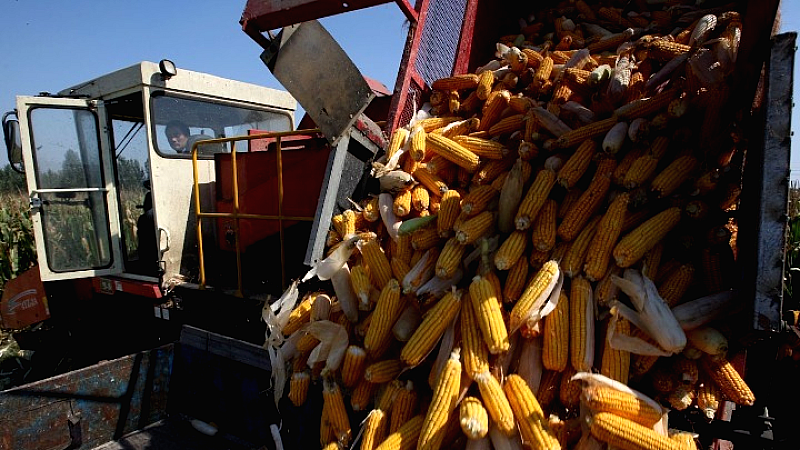 Κίνα-Τζιλίν: Επαναστατική καλλιέργεια καλαμποκιού υψηλής πρωτεΐνης