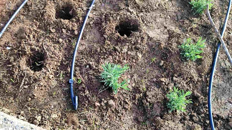 Αναστάτωση στη Θεσσαλονίκη από κλοπές αρωματικών φυτών