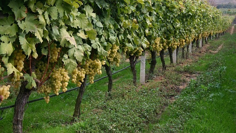 Σημαντική επέκταση του αμπελώνα στη Σαντορίνη από την ΚΥΡ-ΓΙΑΝΝΗ μετά την εξαγορά του Κτήματος Σιγάλα