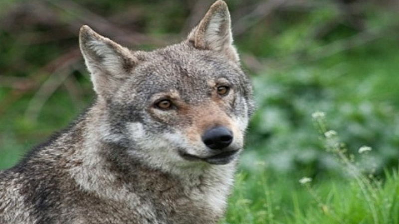 Απίστευτη συμπεριφορά λύκαινας που ανασύρει παγίδα για καβούρια από τον βυθό