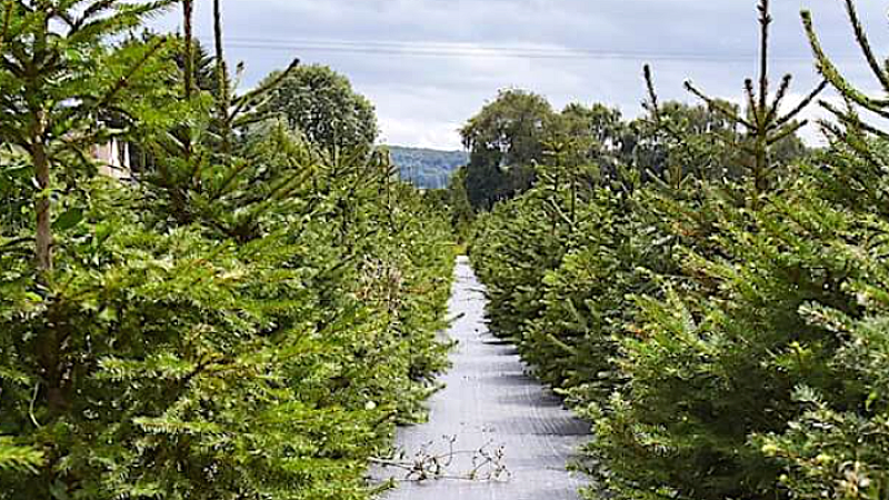 Στον Ταξιάρχη Χαλκιδικής, οι ελατοπαραγωγοί εργάζονται αδιάκοπα για τα χριστουγεννιάτικα δέντρα