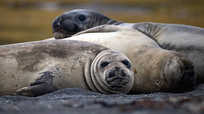 Ανησυχητική μείωση του πληθυσμού των θαλάσσιων ελεφάντων λόγω γρίπης των πτηνών