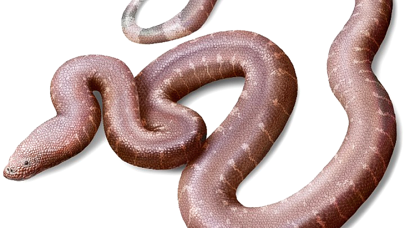 Παραδοξοφίδιο, νέο είδος προϊστορικού φιδιού ανακάλυψε Έλληνας παλαιοντολόγος