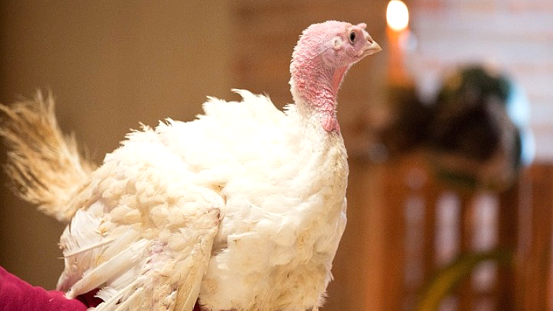 Συμμετοχή μαθητών και σπουδαστών στην παραγωγή γαλοπούλας: μια εκπαιδευτική διαδικασία