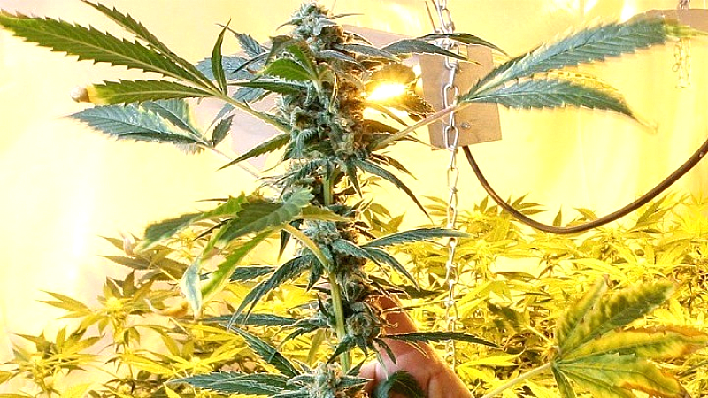 Συλλήψεις ανηλίκων στο Αιγάλεω: Κάνναβη και ζυγαριές ακριβείας στην κατοχή 16χρονου