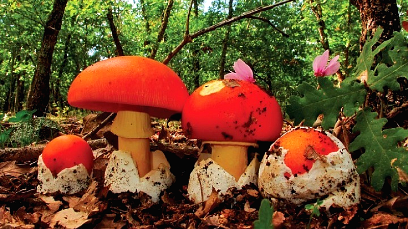 Θεσσαλονίκη: Σοβαρή δηλητηρίαση από μανιτάρια οδηγεί σε μεταμόσχευση ήπατος ζευγάρι