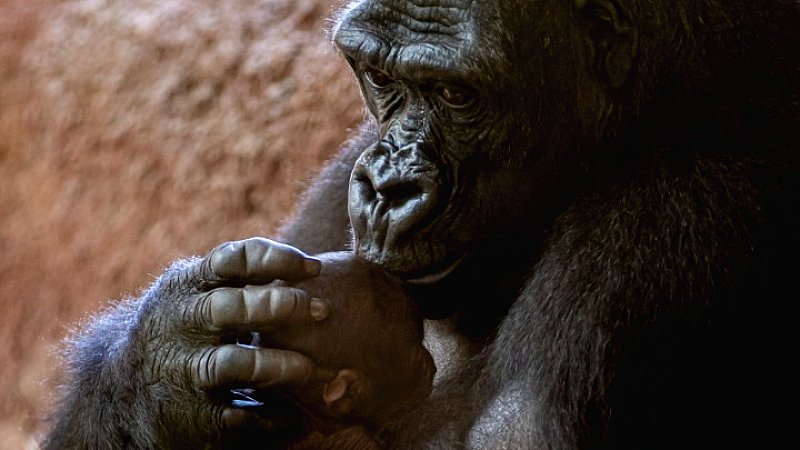 Η προέλευση του φιλιού: Πριν 20 εκατομμύρια χρόνια ξεκίνησαν όλα