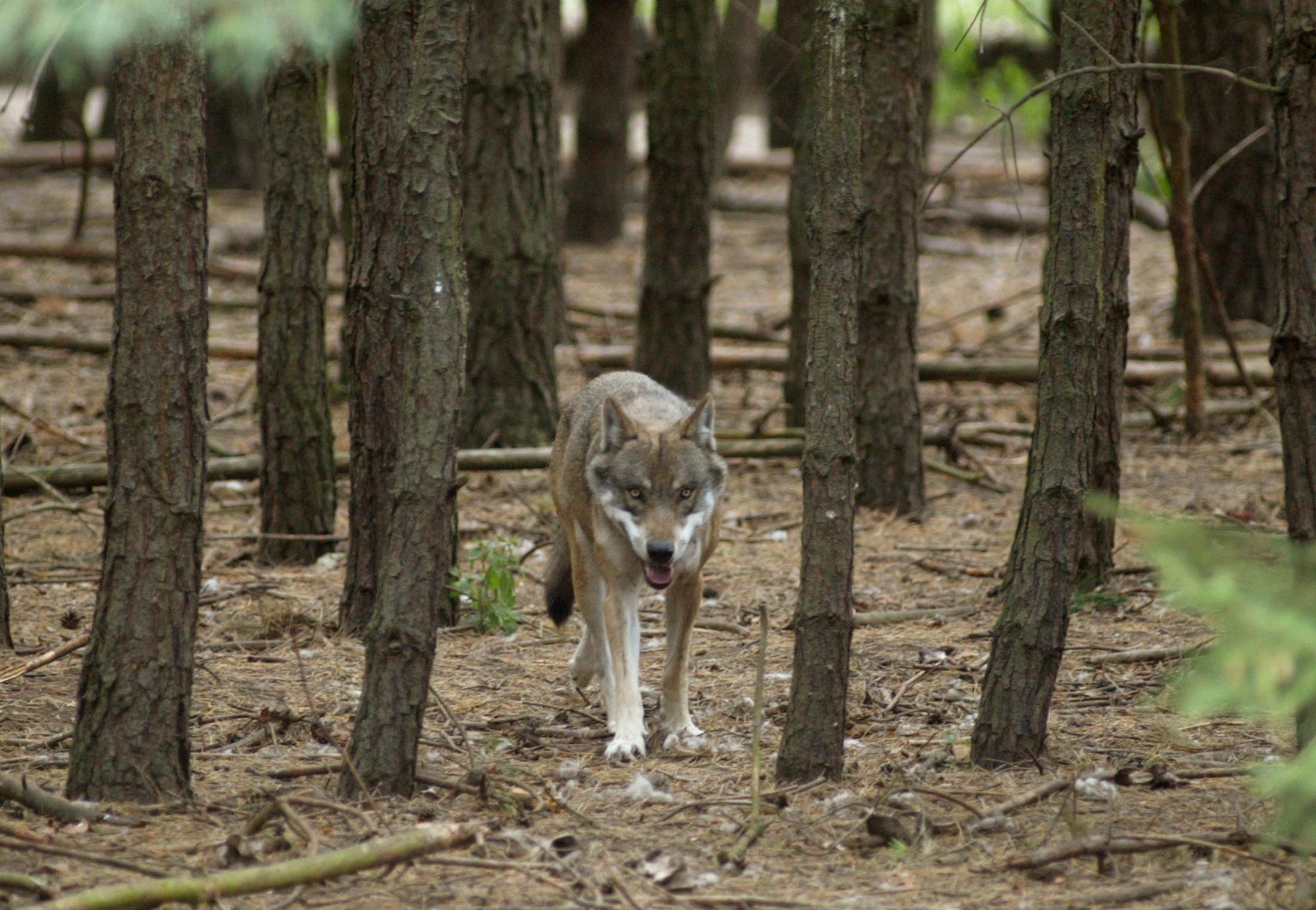 Νέος συναγερμός στη Χαλκιδική λόγω λύκου που εμφανίστηκε σε χωριό