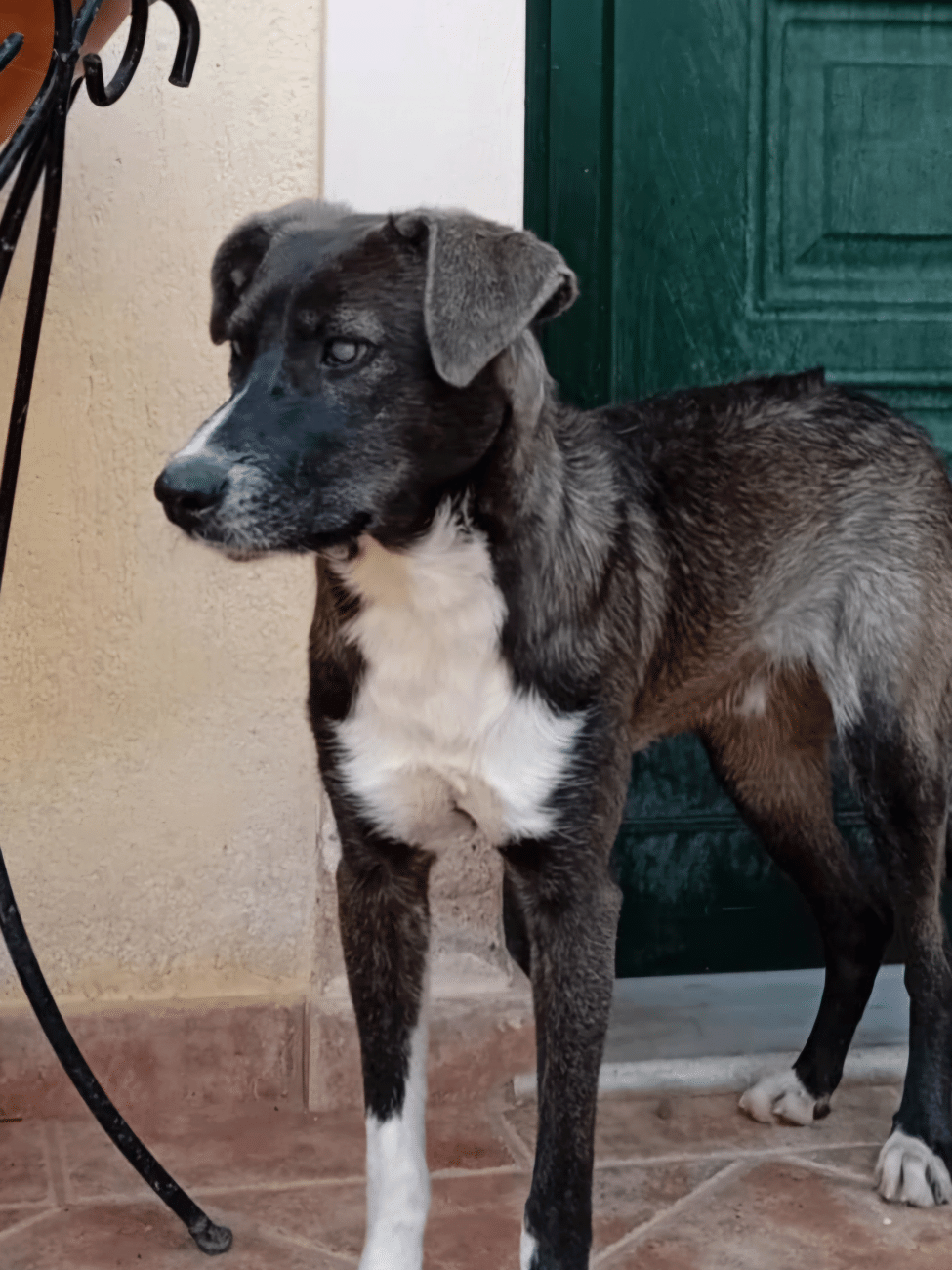 Είναι αδιανόητο να αφήσουμε τον Λάκυ, το κουταβάκι με μειωμένη όραση, χωρίς οικογένεια