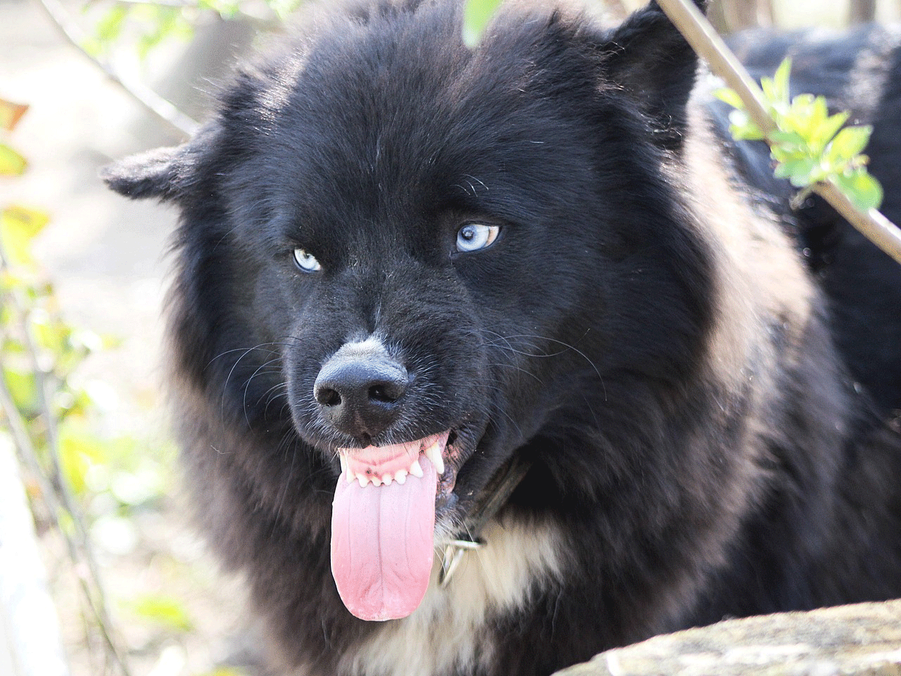 Γιατί οι σκύλοι μπορεί να επιτεθούν στους κηδεμόνες τους
